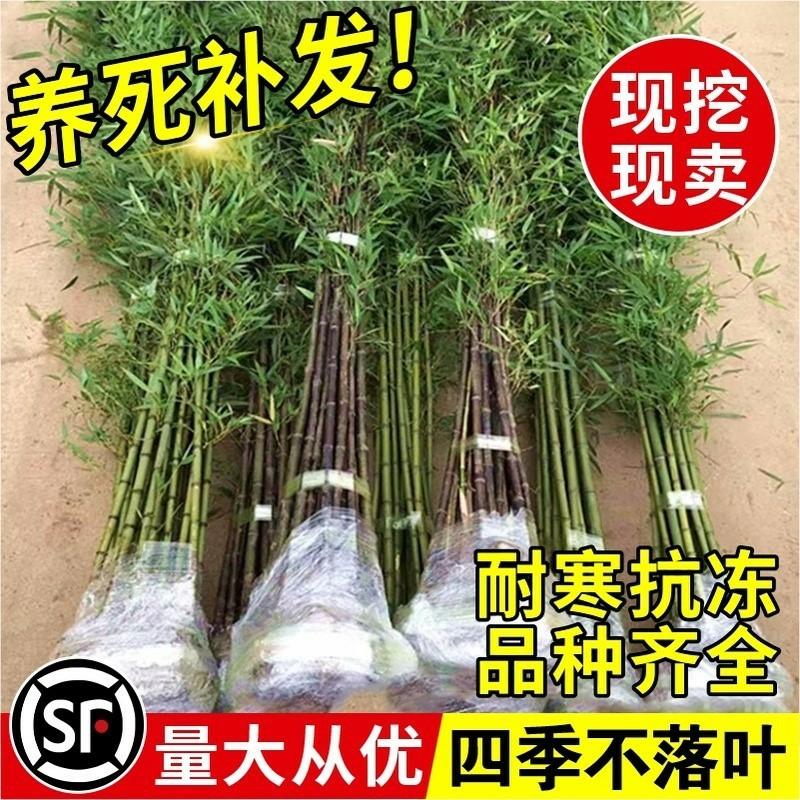 Csemete | Bambuszpalánta Négy Évszakban Zöld Kertészeti Táj Purple Bamboo, Green Bamboo Palánta, Északi Hidegálló Aranybambusz, Róka Bambusz, Bambuszkerítés. Csemete Csemete