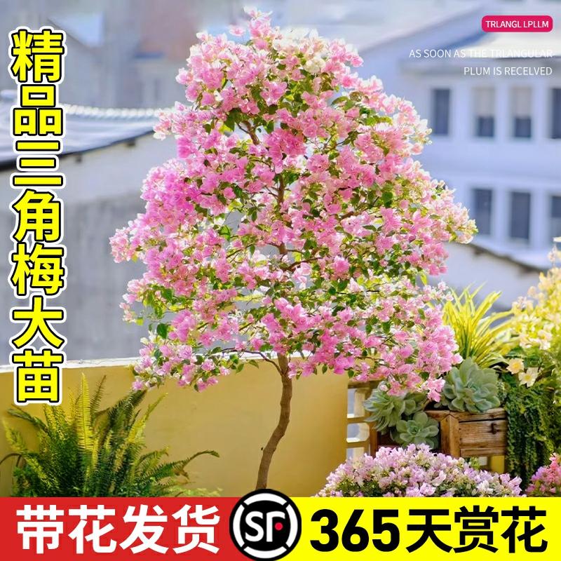 Csemete | Bougainvillea Cserepes Növény Virágzó Csemete, Értékes Zöld Növény, Négy Évszakban Virágzik, Beltéri Erkélyre, Kúszó Friss Virágokkal, Fagyálló. Csemete Csemete