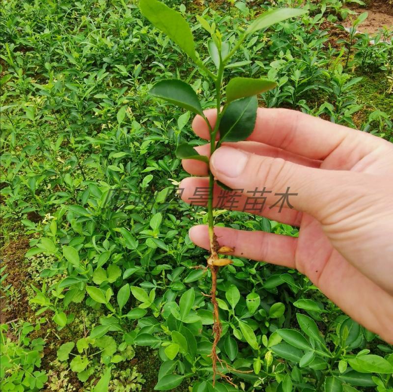 Csemete | Citrus Trifoliata Palánta, Nagylevelű Kumquat Palánta, Citruszoltás Alany, Citruszöldség Cserealany Palánta, Ingyenes Házhoz Szállítás. Csemete Csemete