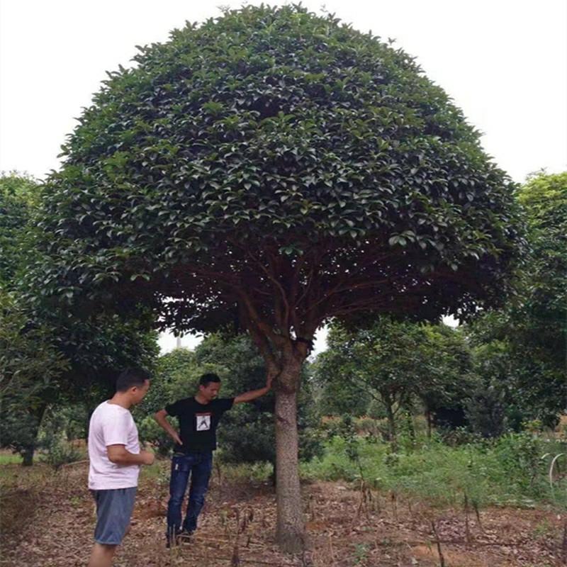 Csemete | Földbe Ültetett Nagy Méretű Osmanthus Csemete Villa Kertészeti Növények, Eredeti Augusztusi Osmanthus, Arany Osmanthus, Piros Osmanthus Cserepes Projektek. Csemete Csemete