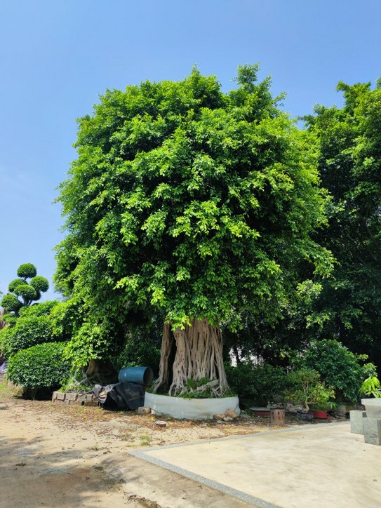 Csemete | Ficus Microcarpa, Hosszú Gyökerekkel, Szobanövény, Kültéri Díszfák, Családi Kertek, Városi Parkok, Út Menti Zöldítés, Csemete. Csemete Csemete