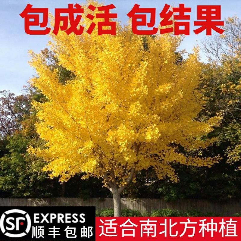 Csemete | Ginkgo Biloba Csemete, Fehér Gyümölcsű Élő Palánta, Kert, Villa Zöldítés, Díszfák, Ginkgo Nagy Fa, Északi És Déli Területeken Való Ültetés. Csemete Csemete