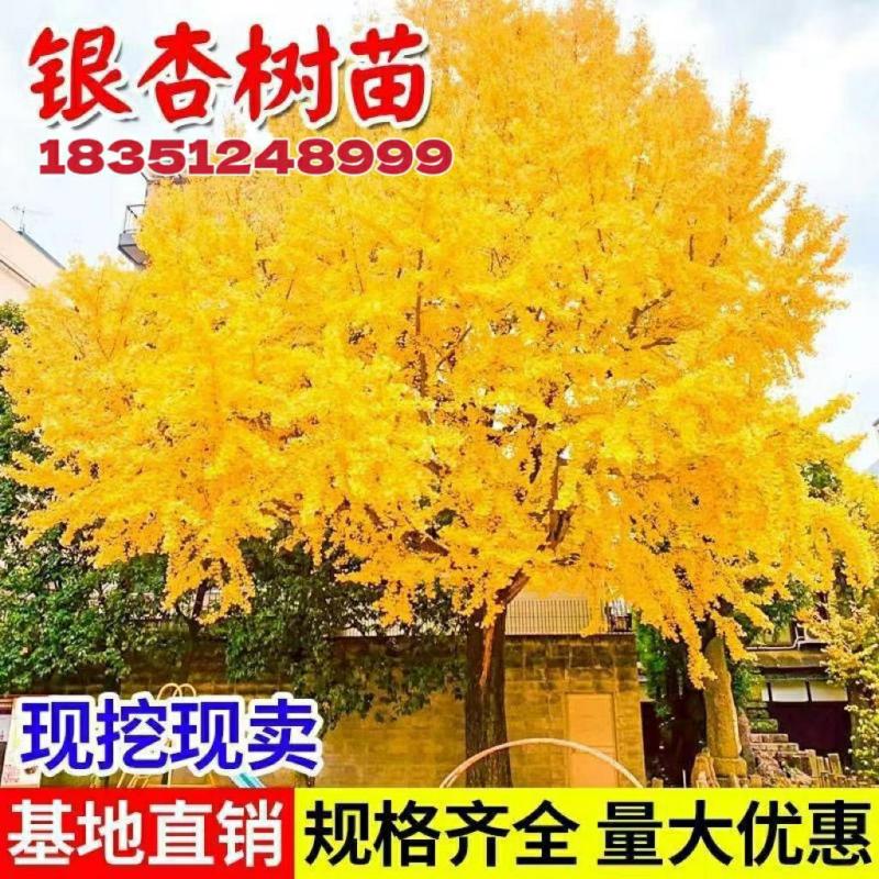 Csemete | Ginkgo Biloba Csemete, Fehér Gyümölcsfa Csemete, Udvari Zöldítési Növények, Utcai Fák, Kis Ginkgo Csemeték, Nagy Fák, Észak-Déli Ültetés. Csemete Csemete