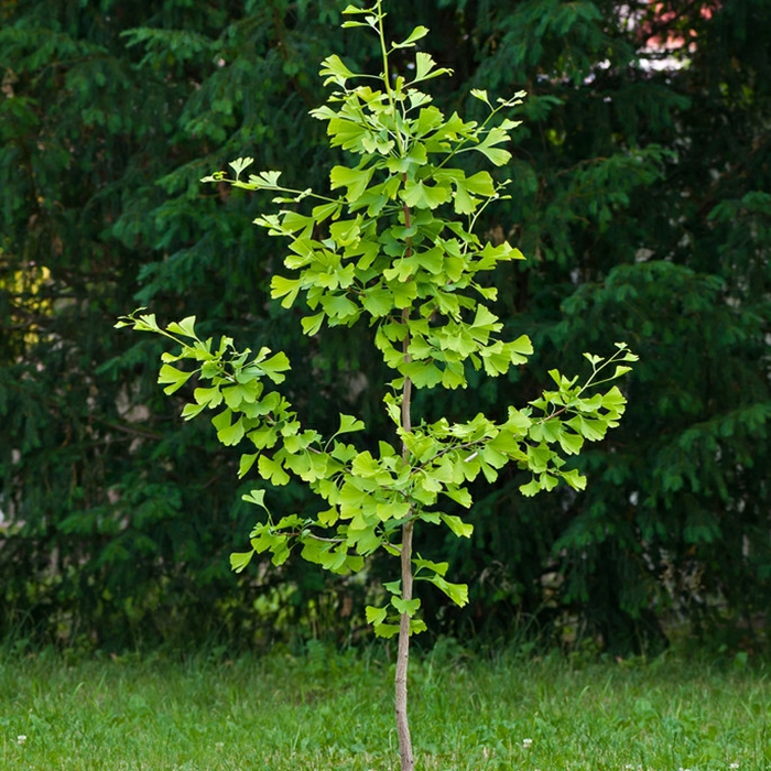 Csemete | Ginkgo Fa Élő Csemete, Fehér Gyümölcs, Udvari Zöldítés, Fasor, Aranylevelű Ginkgo, Különböző Méretű Csemeték, Északi És Déli Területeken Való Ültetés. Csemete Csemete