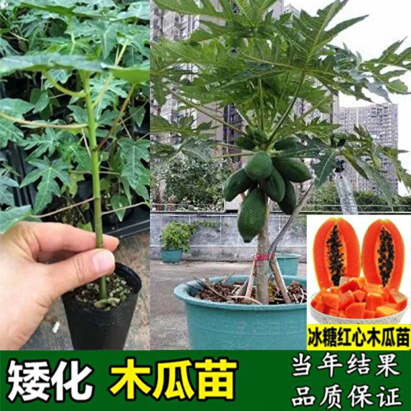 Csemete | Guangxi Javított Törpe Papaya Palánták, Jégcukor Tej, Vörös Húsú Papaya, Zöld Gyümölcs, Arany Papaya Palánták, Négy Évszakos Termesztés. Csemete Csemete