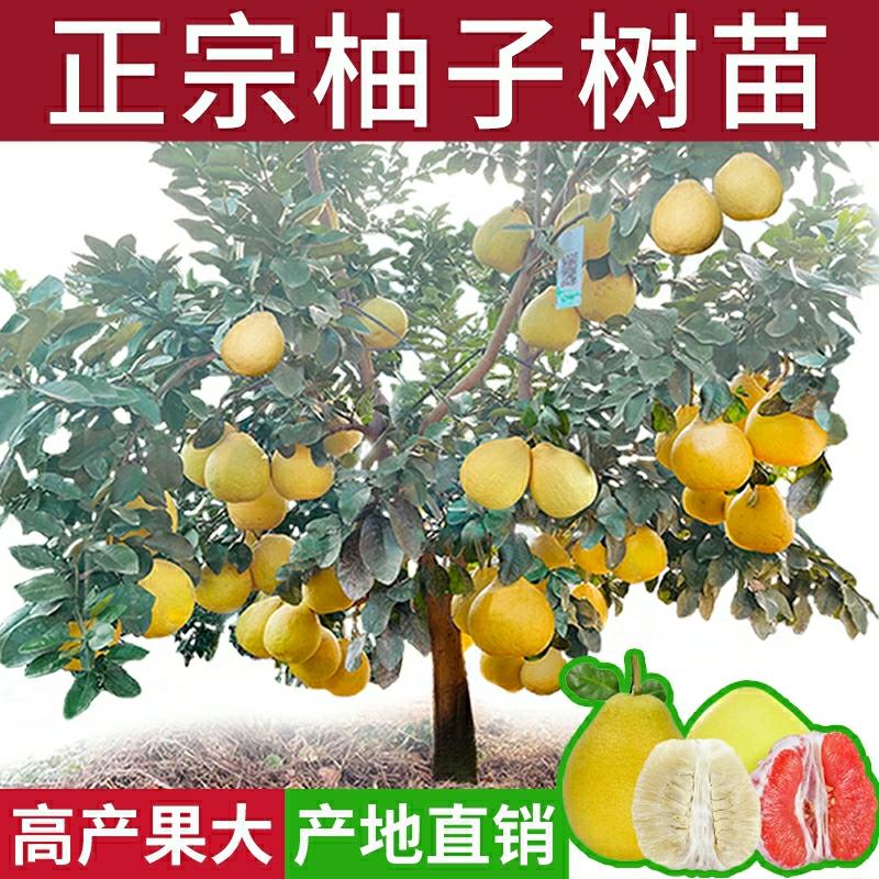 Csemete | Guangxi Shatian Pomelo Facsemete Oltása, Három Vörös Szívű Mézpomelo, Udvari Zöldítés, Északi És Déli Ültetés, Edényes Gyümölcsnövények. Csemete Csemete