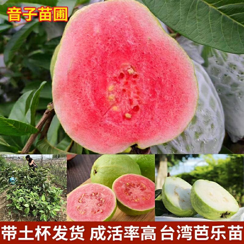 Csemete | Guava Vörös Szívű Guava Fa Palánta Tajvan Négy Évszakos Gyümölcsözés Gyöngyházfehér Déli Földdel Élő Palánta Ültetése Kertbe Csemete Csemete