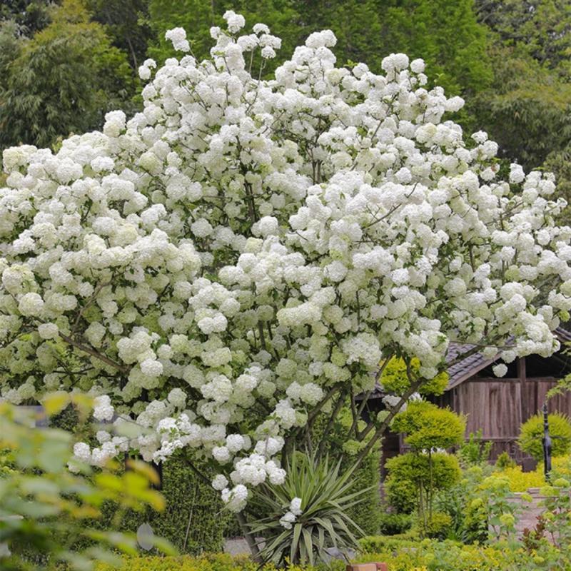 Csemete | Kínai Hortenzia Bonsai, Udvari Kertbe Ültethető Fák, Nagy Virágú Hortenzia, Fagy- És Hőségálló, Könnyen Gondozható. Csemete Csemete