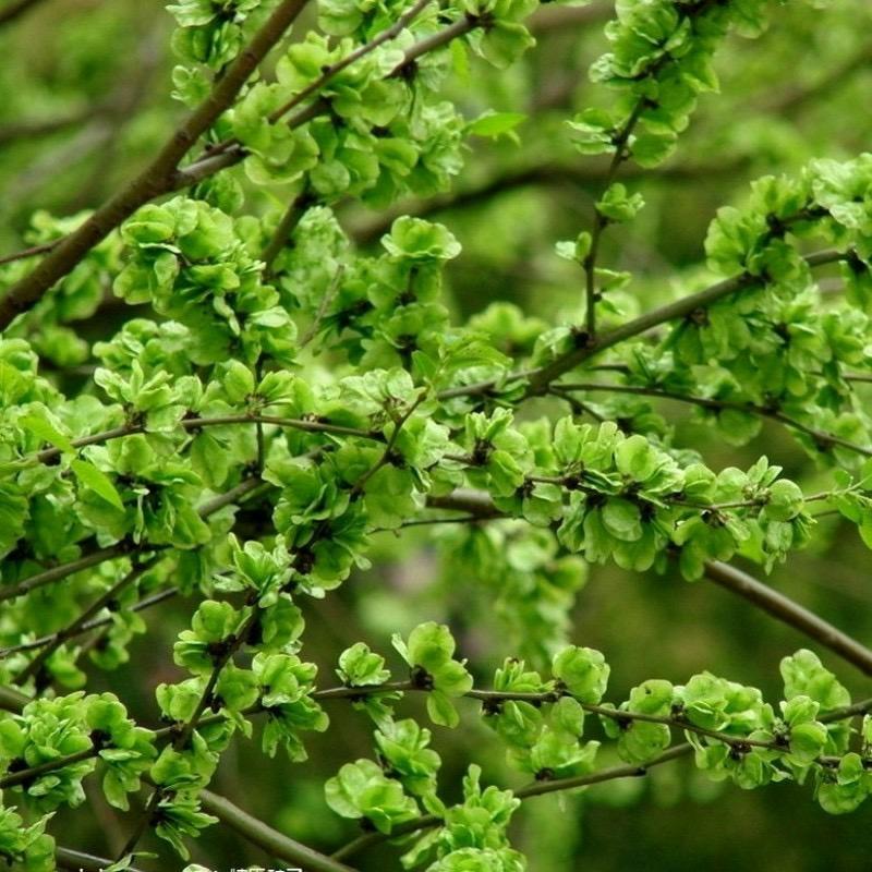 Csemete | Kertészeti Facsemete, Szilfalevél Csemete, Ehető Szilfalevél, Díszfaként Ültetett Szilfalevél, Bonsai Alapanyag, Szabadföldi Szilfalevél. Csemete Csemete