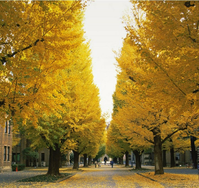 Csemete | Kerthelyiség Zöldítés, Ginkgo Fák, Fehér Gyümölcsfa, Kertészeti Díszfák, Virágos Cserepes Növények, Levegőtisztítás. Csemete Csemete