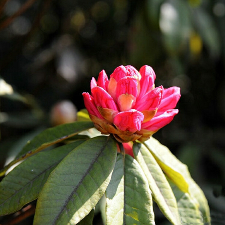 Csemete | Nagy Vörös Lóhere Rododendron Cserépben, Nagy Vörös Virág, Kínai Vörös Hegyi Rododendron, Hegyvidéki Vörös Lóhere Palánták. Csemete Csemete