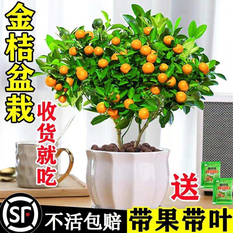 Csemete | Négy Évszakos Aranykumquat Fa Csemete, Gyümölcsöt Hozó, Ehető, Nappali Szerencsehozó Növény, Beltéri És Kültéri Kis Narancs Bonsai, Újévi Virág. Csemete Csemete