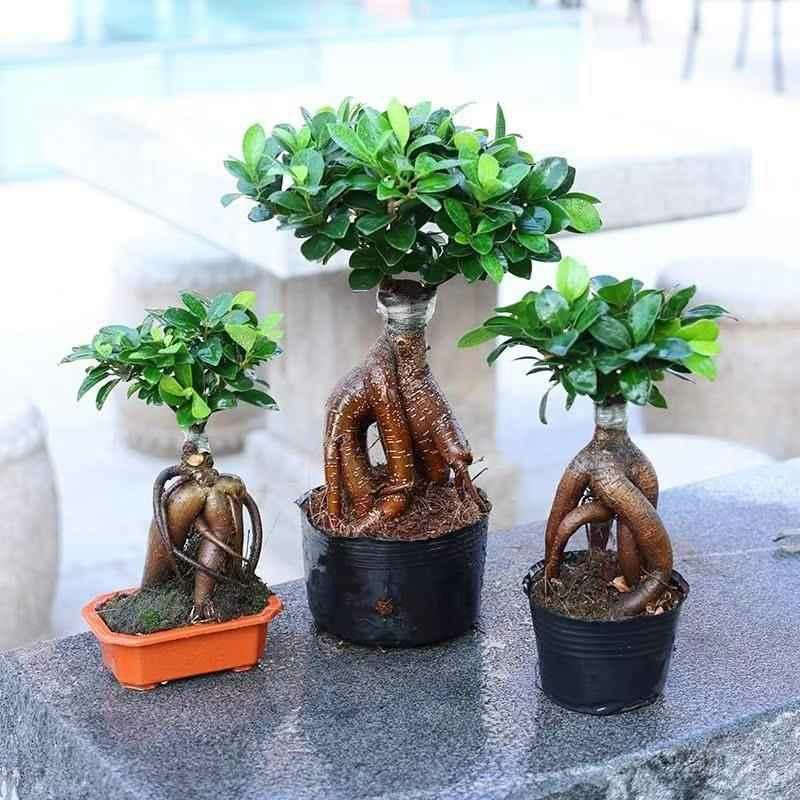 Csemete | Pénzfa Bonsai Öreg Törzs, Kis Levélű Fák, Ginseng Fa, Nagy Levél, Könnyen Nevelhető, Gyökérzetes Zöld Növény, Nagy Fa. Csemete Csemete