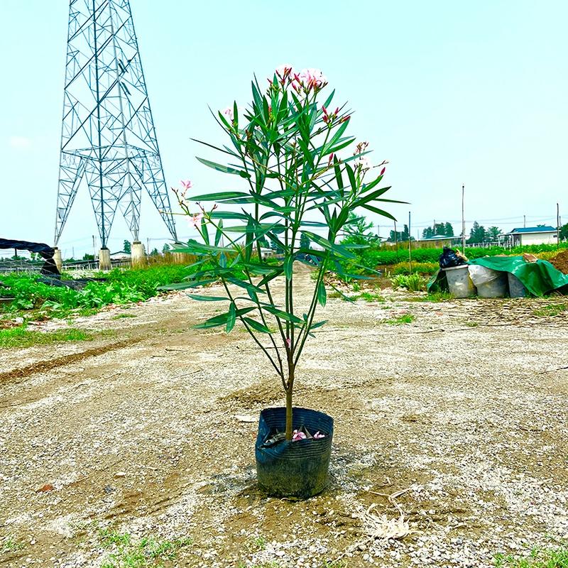 Csemete | Pünkösdi Rózsa, Vörös Virágú Oleander Csemete, Cserepes Növény, Udvar, Kert, Zöldítés, Telepített Fasor, Fűzlevelű Őszibarack, Zöld Sövény. Csemete Csemete