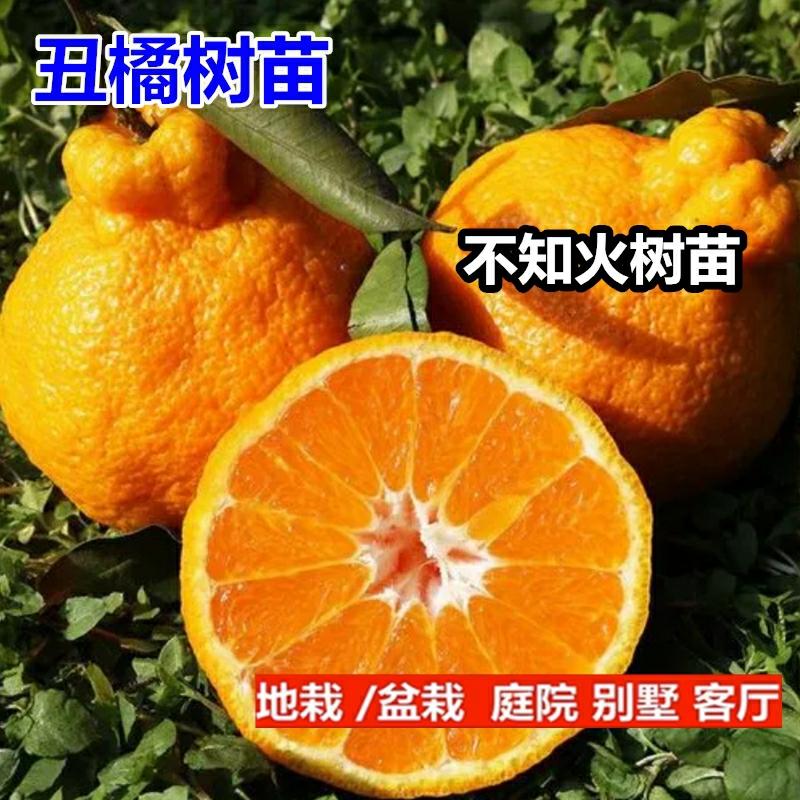 Csemete | Szecsuáni Csúnya Mandarinfa Csemete, Nincs Tűz Csúnya Mandarin Csemete, Csúnya Mandarin Csemete, Csúnya Nyolc Szörny Csemete, Tavaszi Látható Papaya Mandarinfa Csemete, Narancsfa Csemete. Csemete Csemete