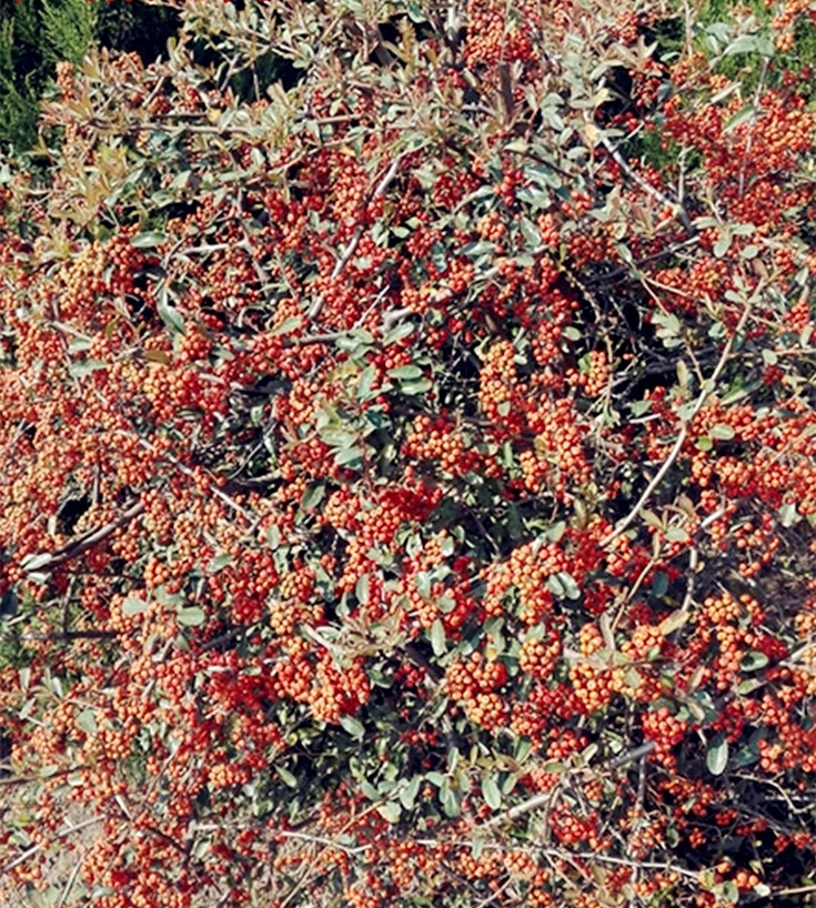 Csemete | Tűztövis Csemete, Udvari Virág, Kerítés, Zöld Sövény, Tüskés Védőnövény, Bonsai, Cserepes Zöldítési Csemete. Csemete Csemete