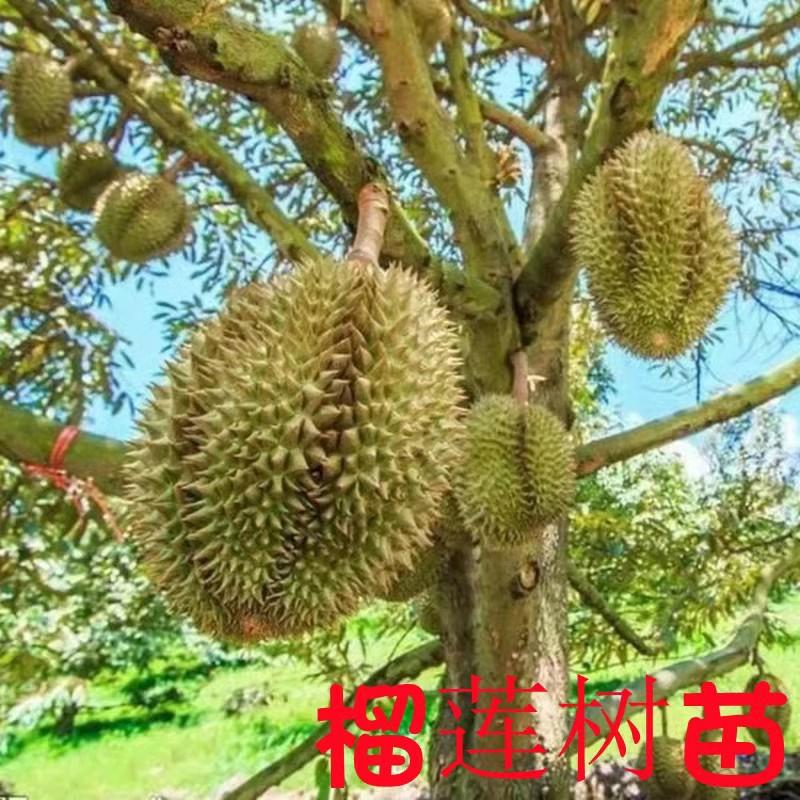 Csemete | Thai Arany Párna Durian Fa Palánta, Déli Ültetés, Cserepes, Erkély, Kert, Alacsonyra Oltott, Macskahegy Durian Palánta. Csemete Csemete