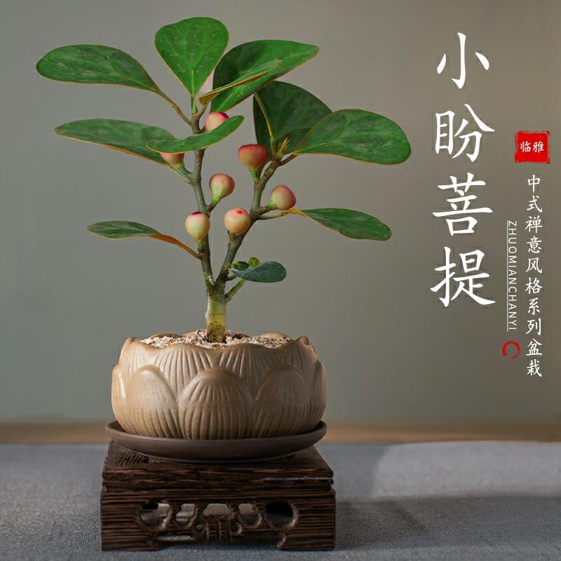 Csemete | Zen Szellemű Kis Bodhi Fa Bonsai Növény, Beltéri Asztali Dísz, Négy Évszakos Nappali Dísznövény, Irodai Zöld Növény, Könnyen Nevelhető Bonsai. Csemete Csemete