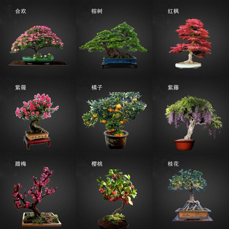 Növényi Magok | Bonsai Virágok, Virágmagok, Szobanövények Négy Évszakra, Kínai Fenyő, Vörös Juhar, Szilfa, Fügefa, Viaszvirág, Könnyen Nevelhető Bonsai. Növényi Magok Növényi Magok