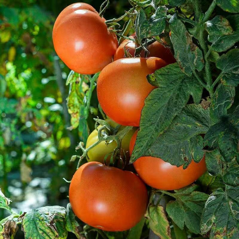 Növényi Magok | Nagy Paradicsom Magok, Főzéshez Való Mag, Virágzó Szentgyümölcs, Fehér Gyümölcs, Qiangfeng Márka, Magas Hozamú, Jó Minőségű, Kis Paradicsom. Növényi Magok Növényi Magok