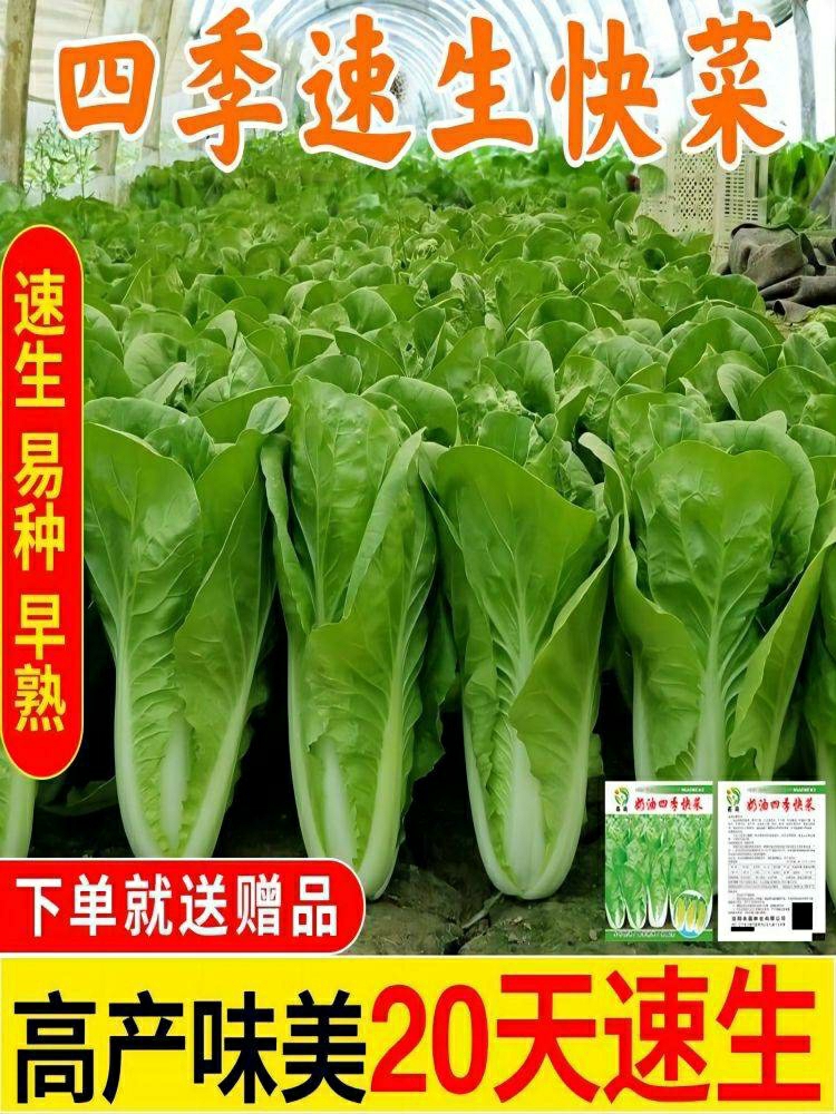 Zöldségmagok | Gyors Növekedésű, Hő- És Magas Hőmérséklet-Tűrő, Négy Évszakban Termő, 20 Nap Alatt Érő, Magas Hozamú Kis Káposzta Magok Zöldségmagok. Zöldségmagok Zöldségmagok
