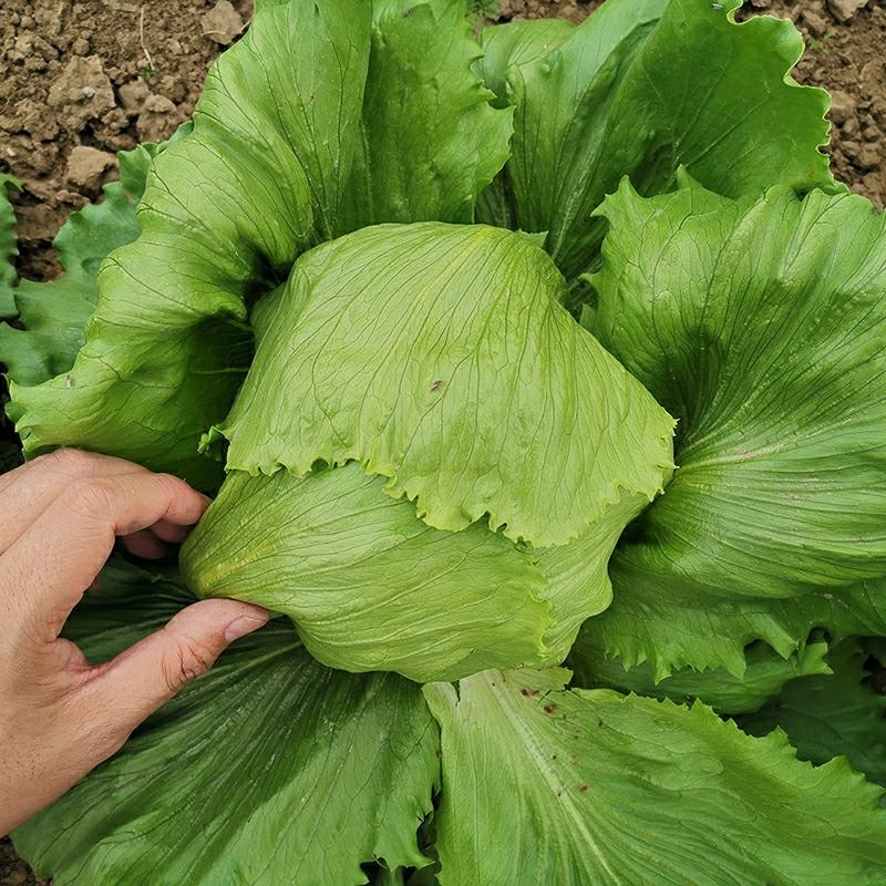 Zöldségmagok | Saláta Mag, Gömbölyű Saláta Magok, Vízben Termesztett Kerek Zöldségek, Négy Évszakos Tavaszi Zöldség Magok, Tavaszi És Őszi Zöldség Magok. Zöldségmagok Zöldségmagok